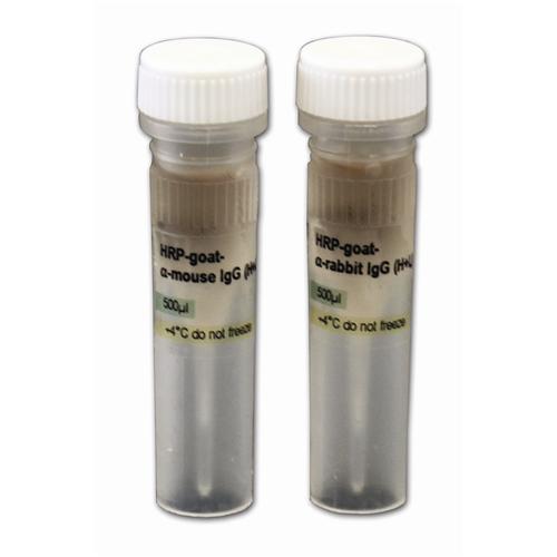 HRP-CONJUGATED SECONDARY ANTIBODIES